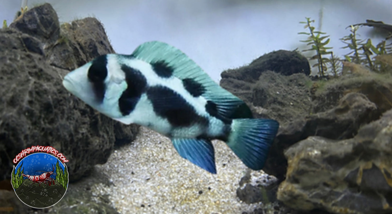 CICHLIDS