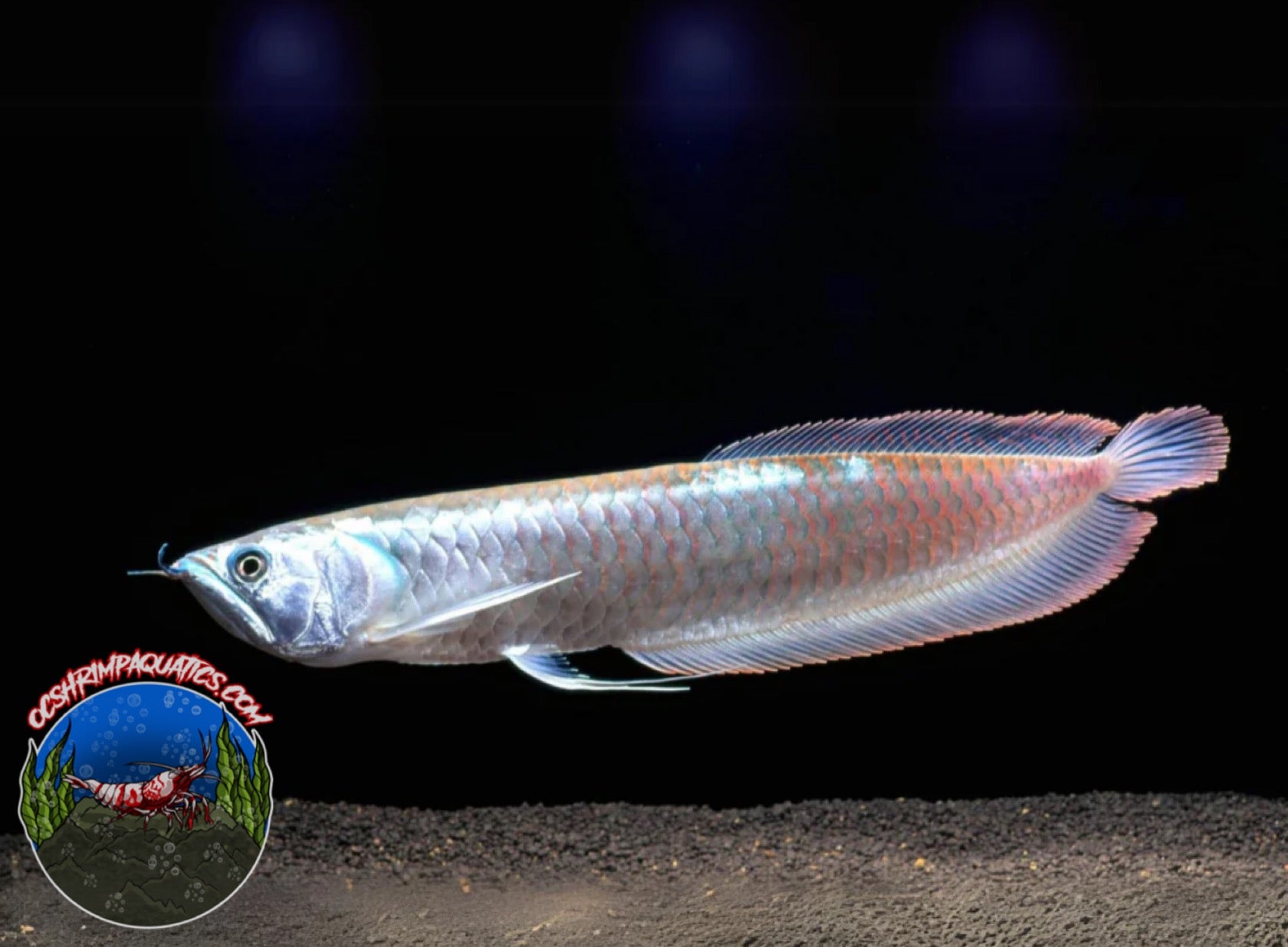 SILVER ARROWANA – OC SHRIMP AQUATIC LLC - Main Image