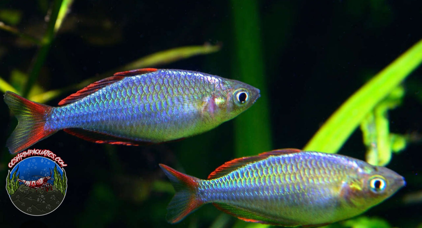 DWARF NEON RAINBOW