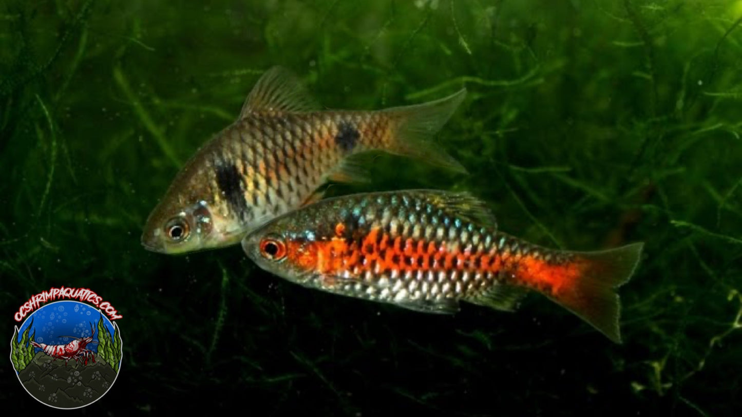 ODESSA BARB