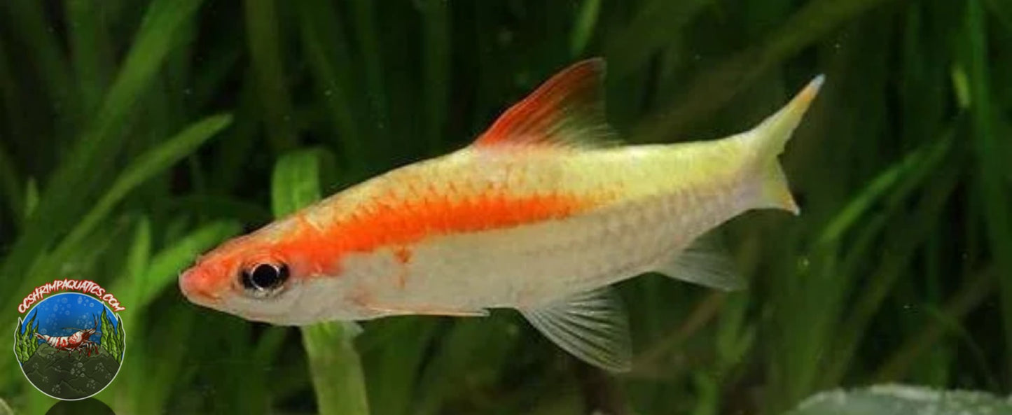 GOLDEN ROSELINE SHARK