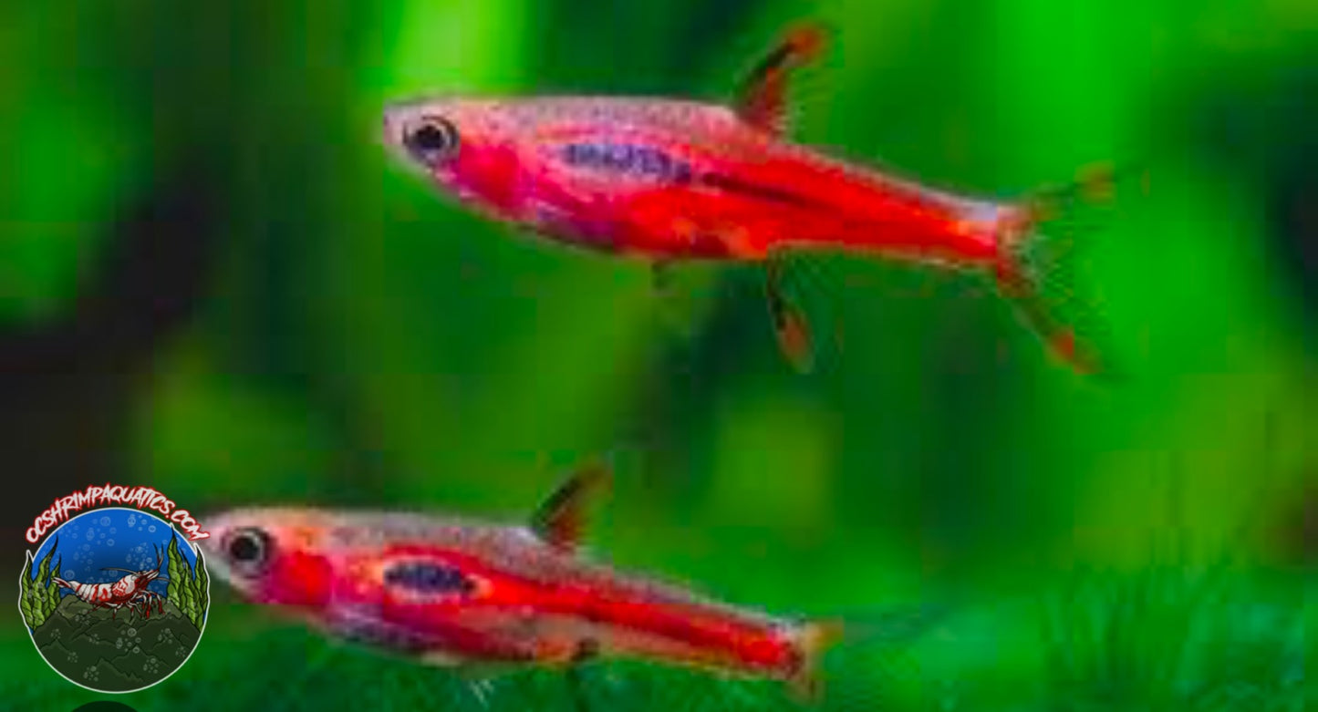 CHILLI RASBORA ( PICK UP ONLY )