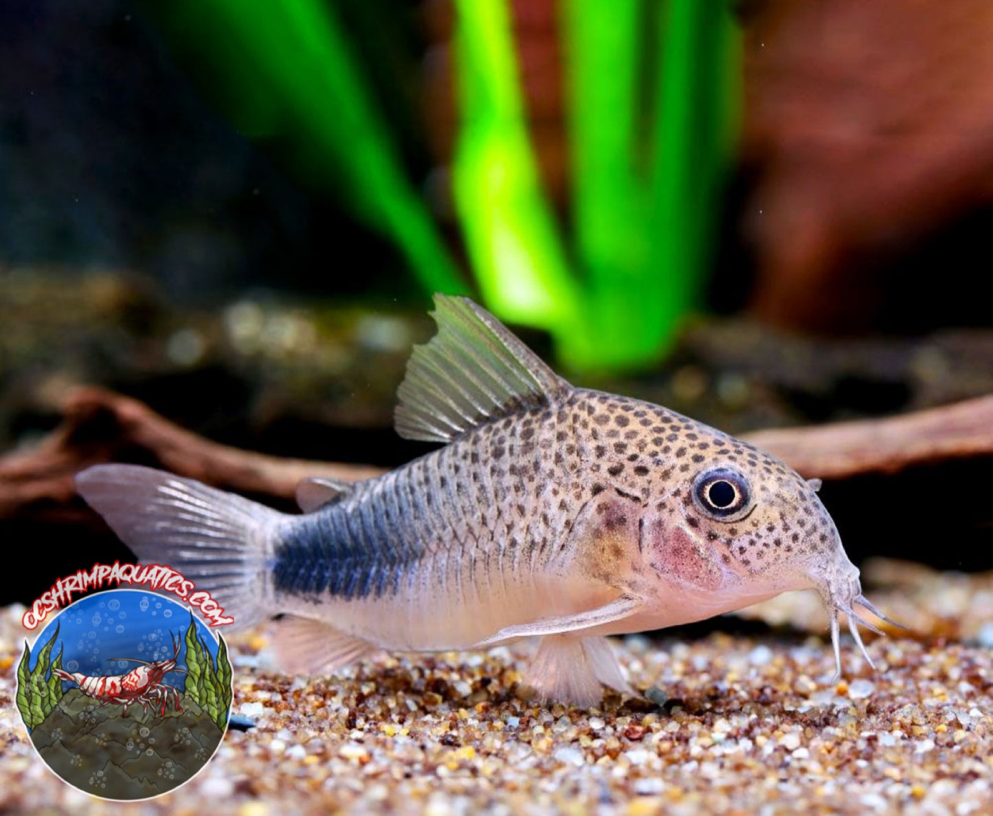 SMUDGE CORYDORAS