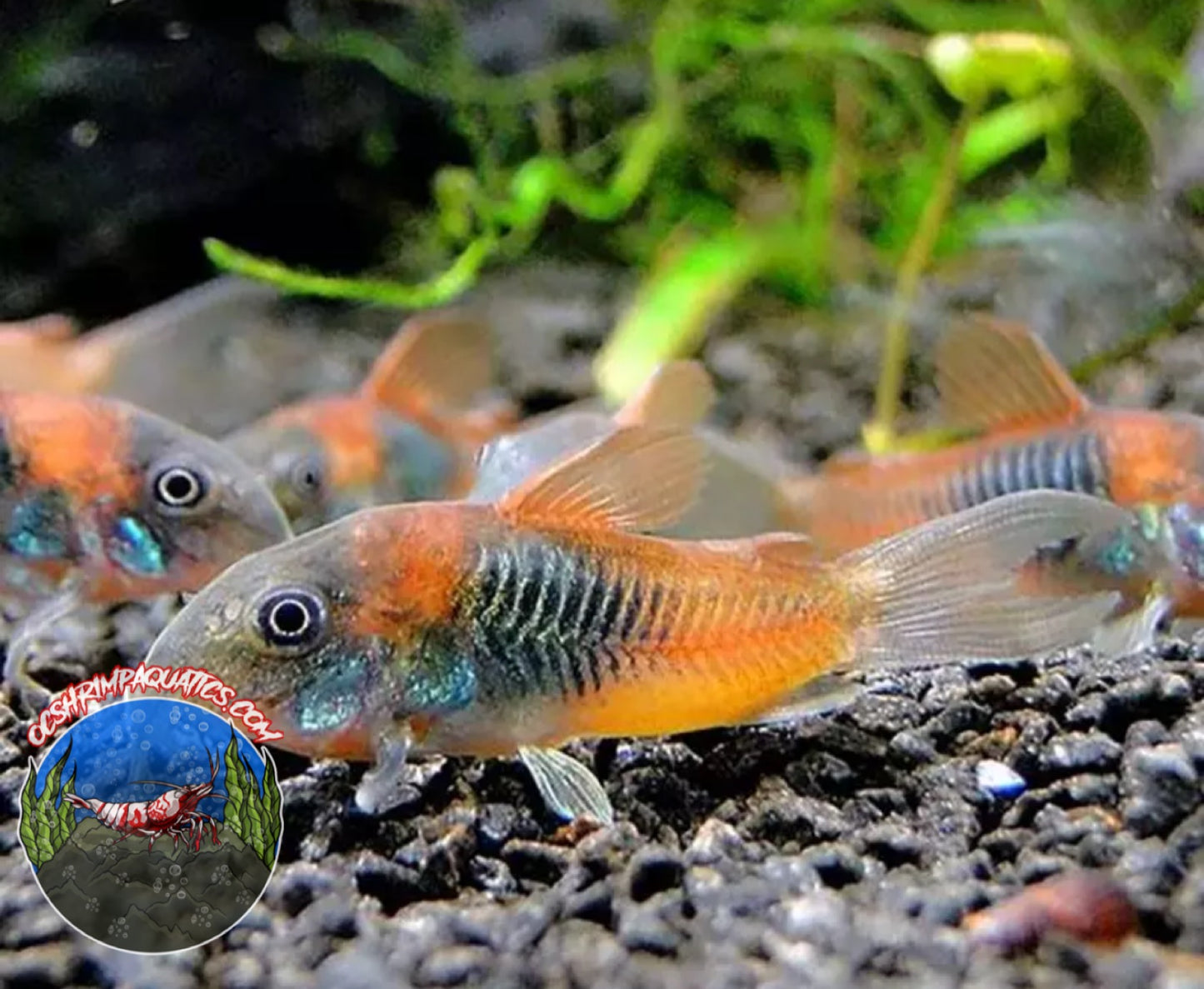 ORANGE VENEZUELA CORYDORAS