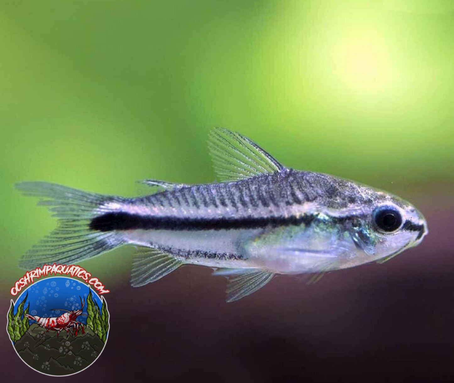 PYGMY CORYDORAS
