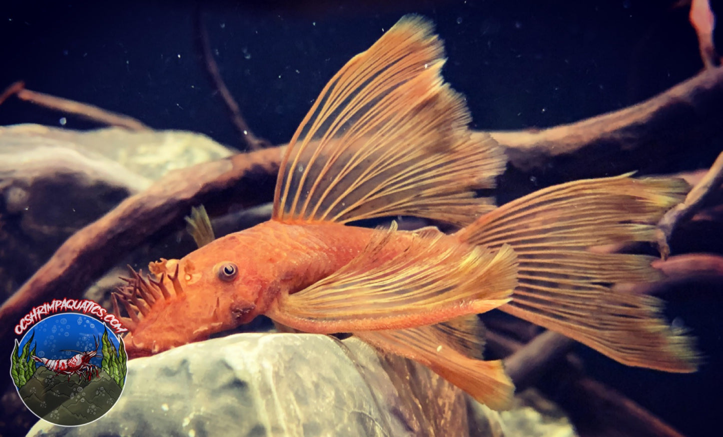 L 144 - SUPER RED PLECO LONG FIN