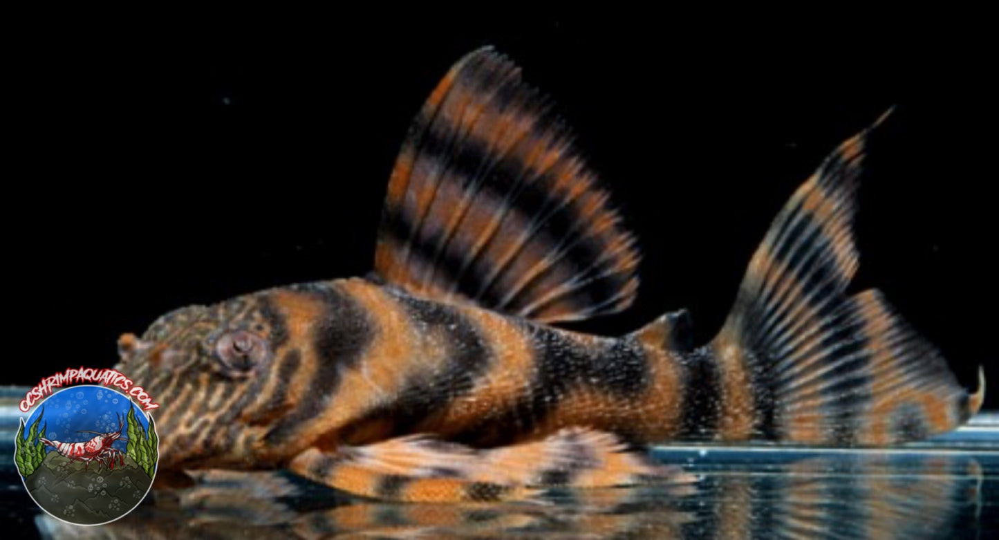 L 397 - ALENQUER TIGER