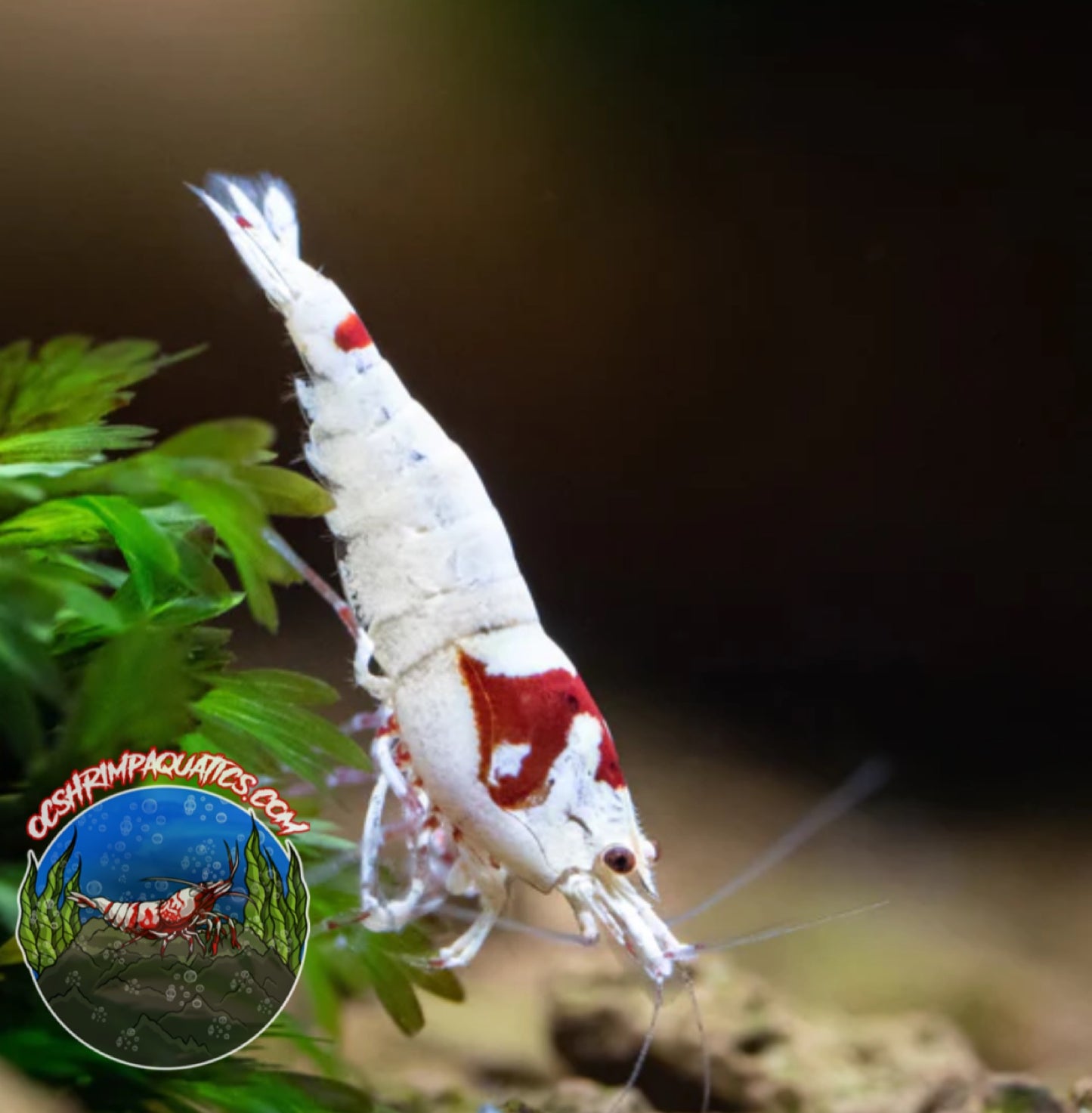 PURE RED LINE SHRIMP ( PRL )