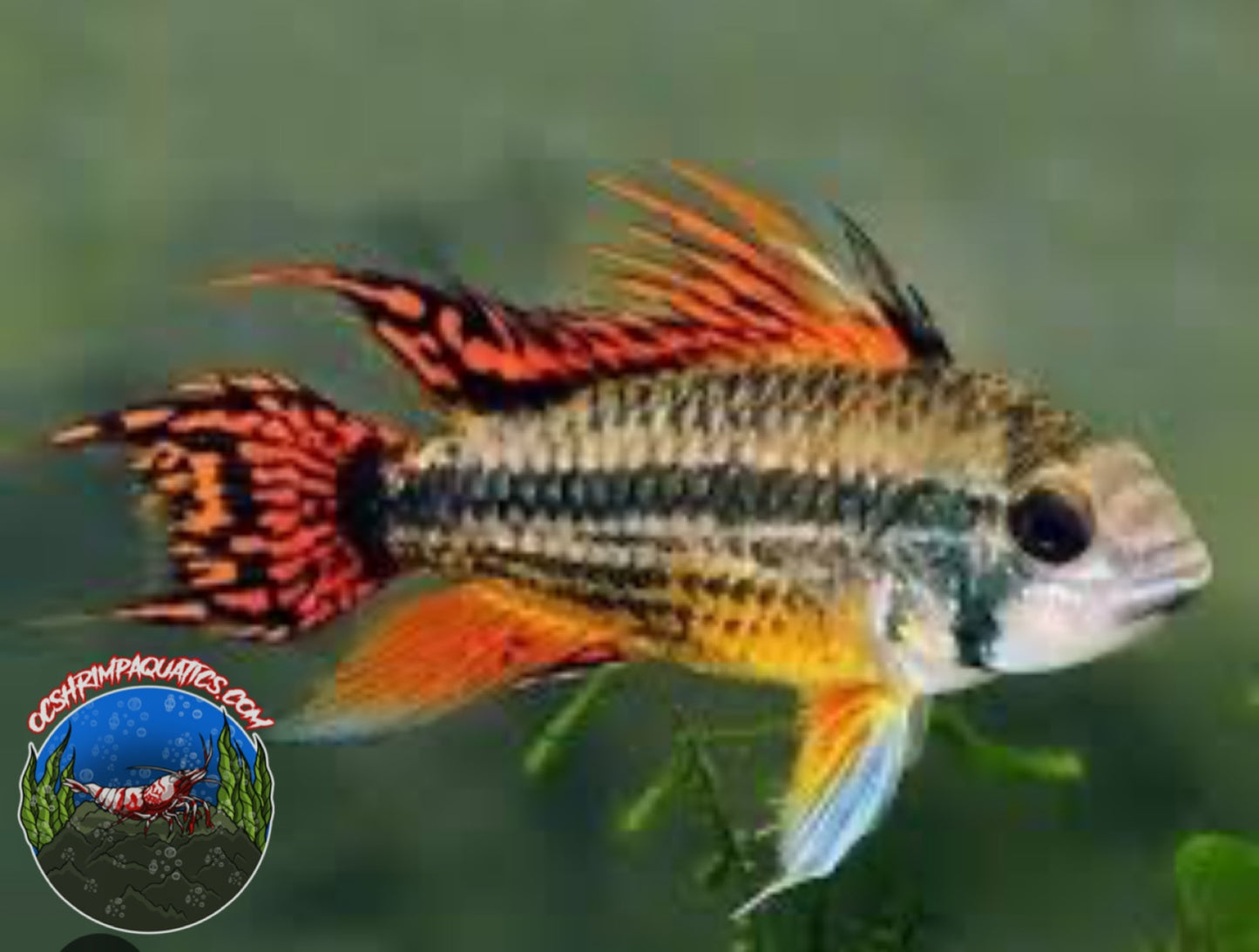 APISTOGRAMMA COCKATOO
