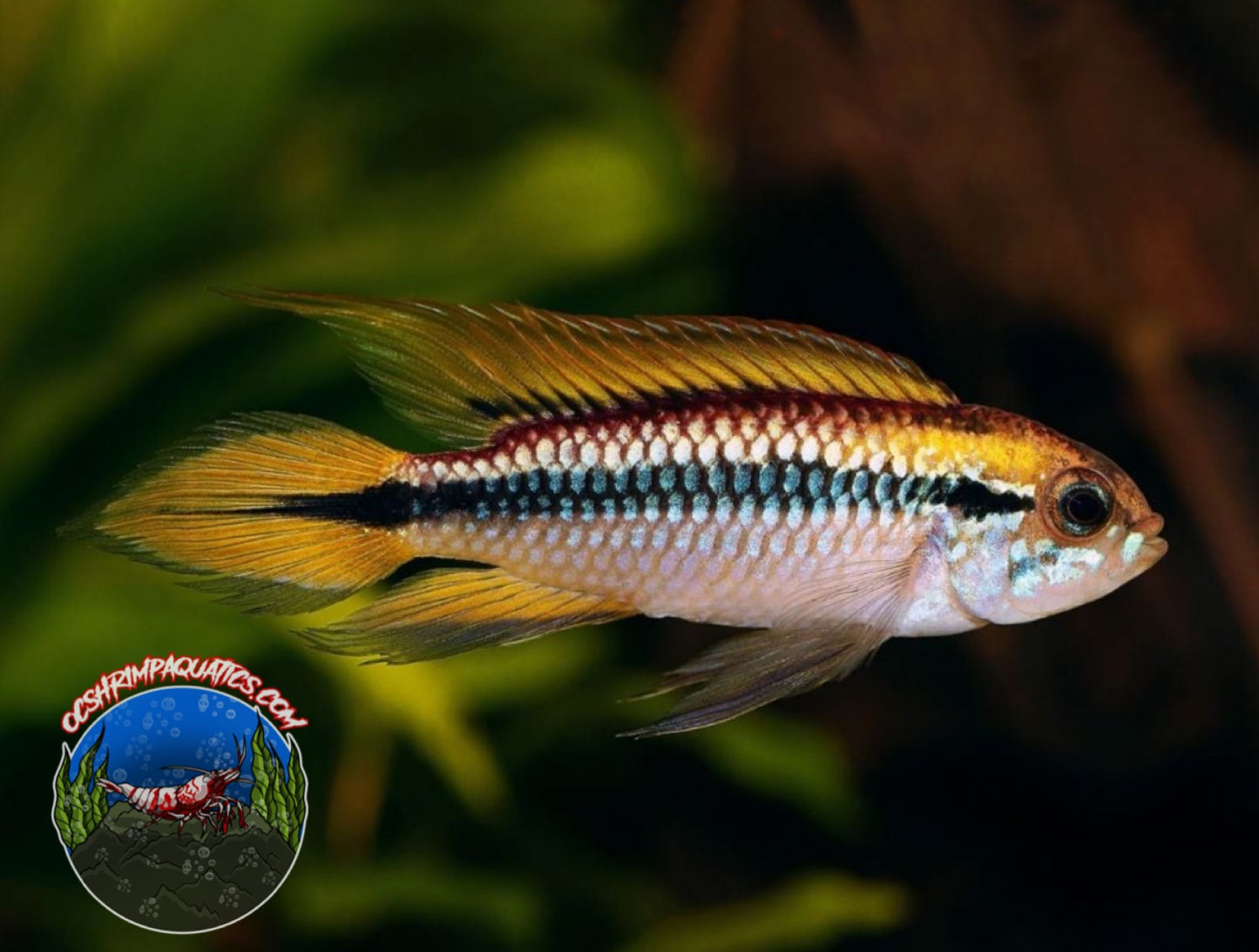 APISTOGRAMMA AGASSIZII