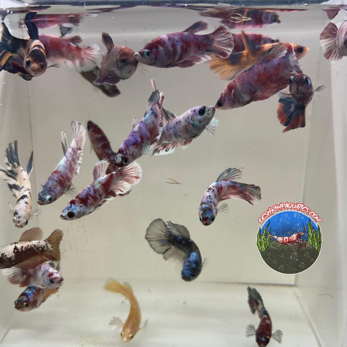 SORORITY FEMALE BETTAS ( MIXED )