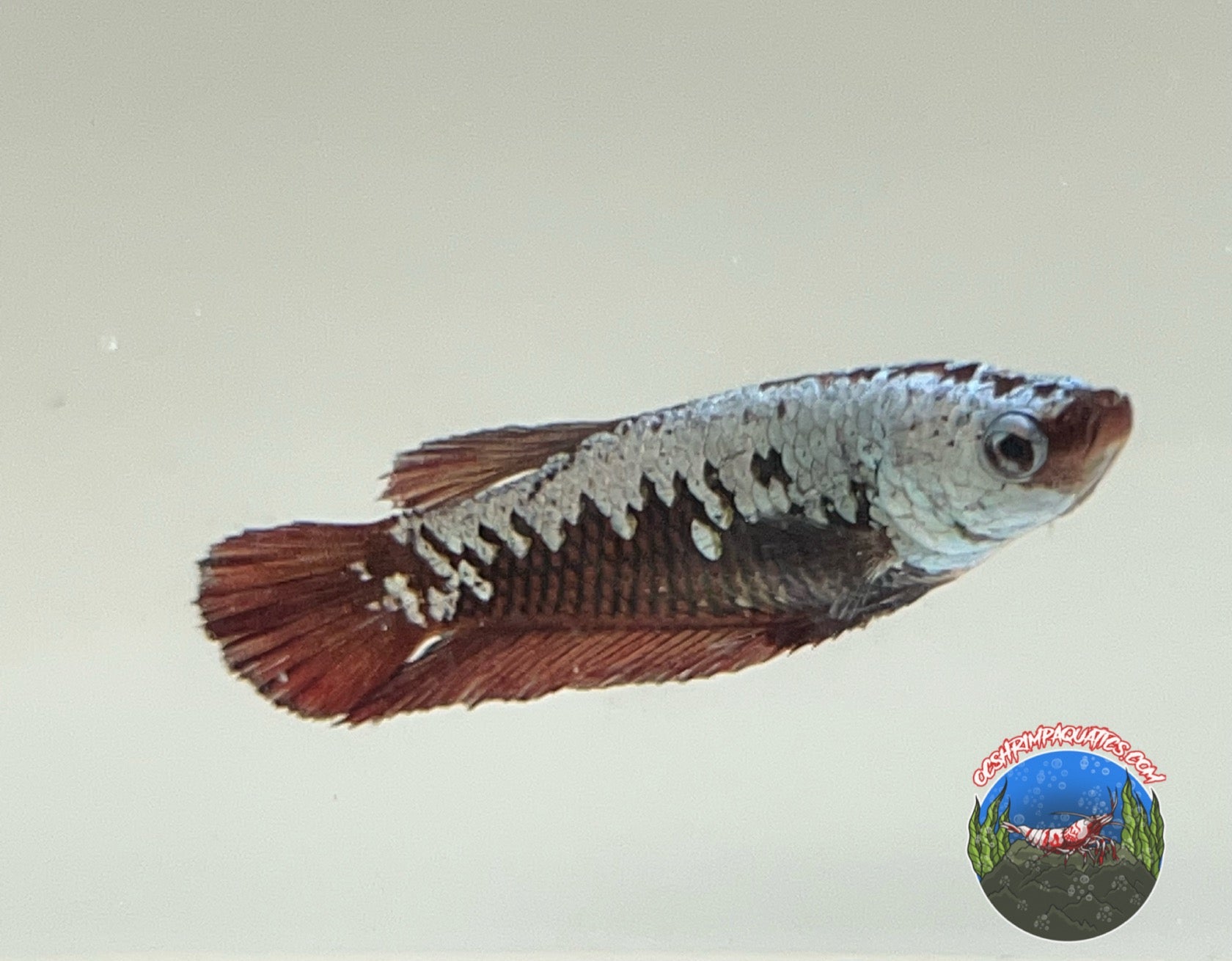RED SAMURAI BETTA FEMALE – OC SHRIMP AQUATIC LLC - Main Image