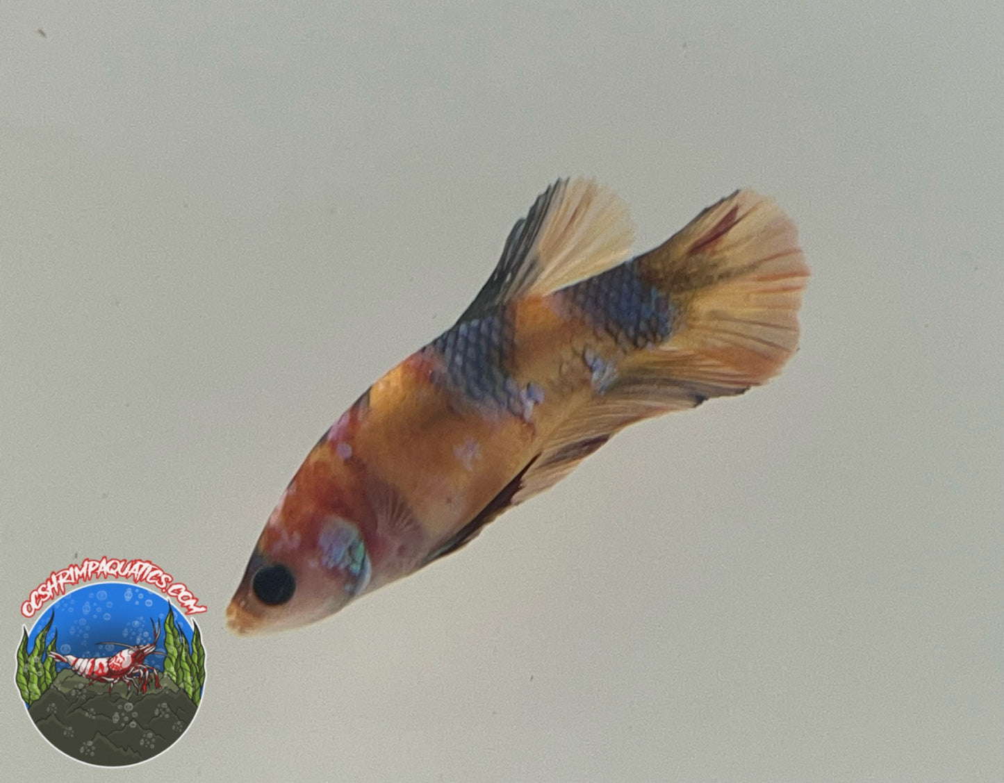KOI GALAXY BETTA ( FEMALE )