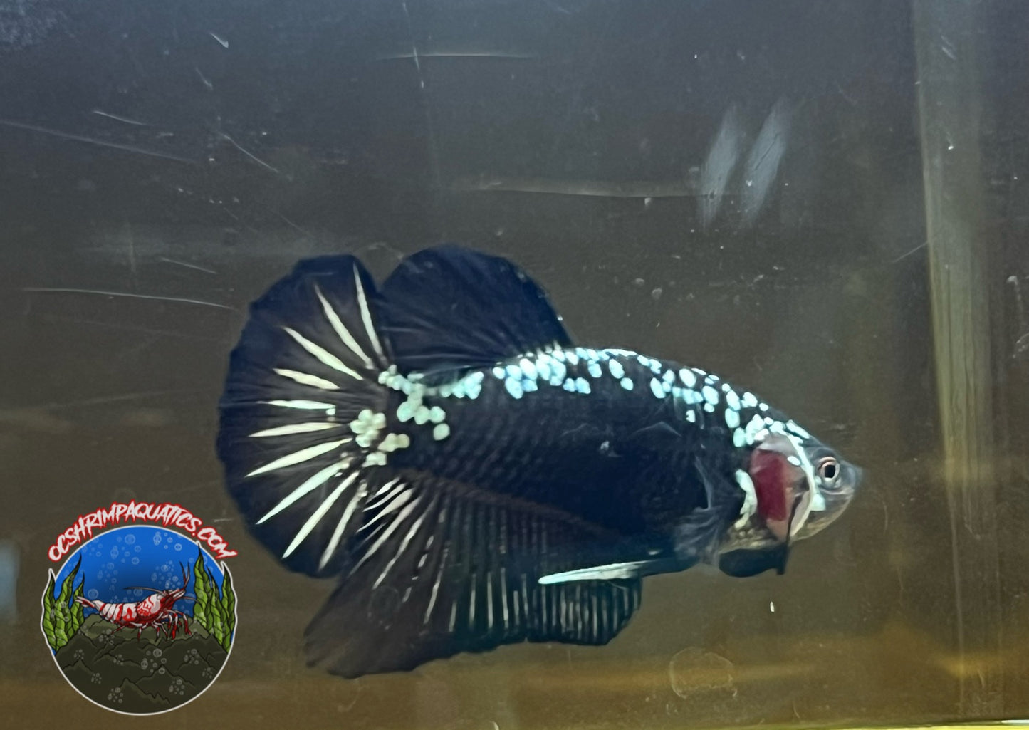 BLACK SAMURAI BETTA ( MALE )