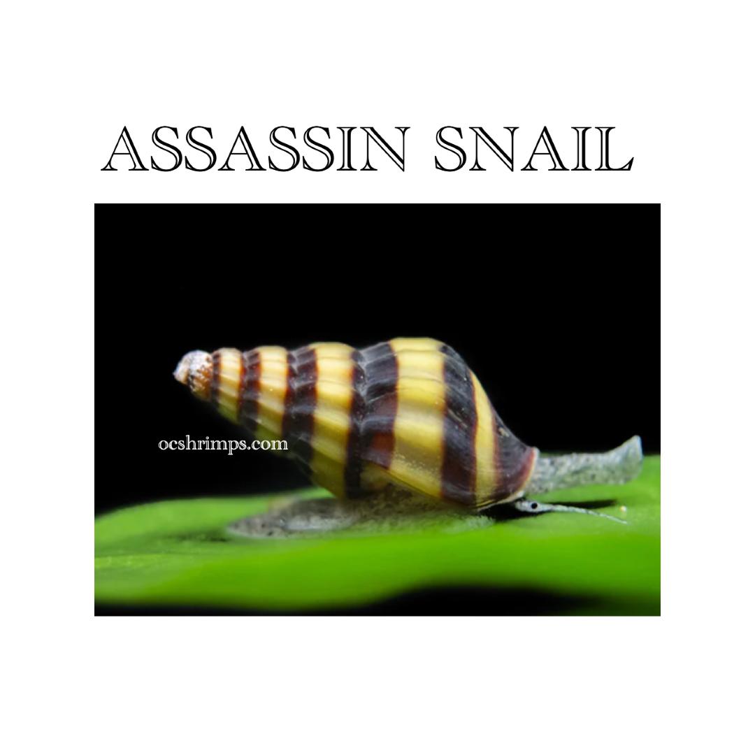 ASSASSIN SNAIL OC SHRIMP AQUATIC LLC