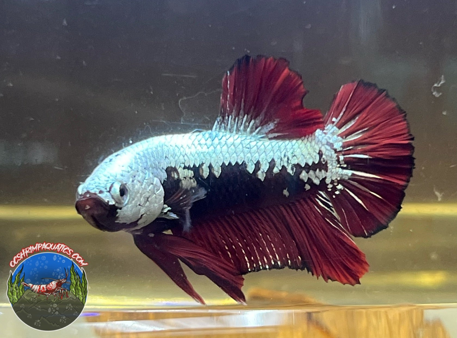 BETTA