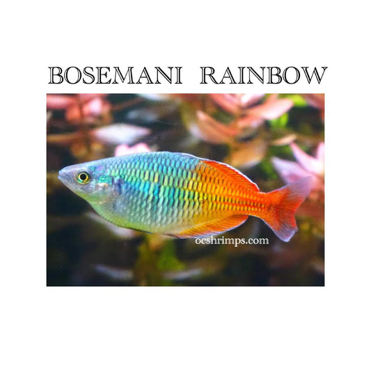 BOSEMANI RAINBOW