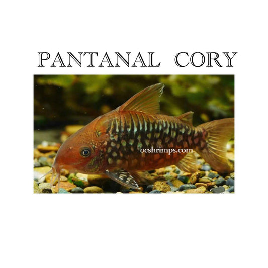 PANTANAL CORY ( 6 PCS )