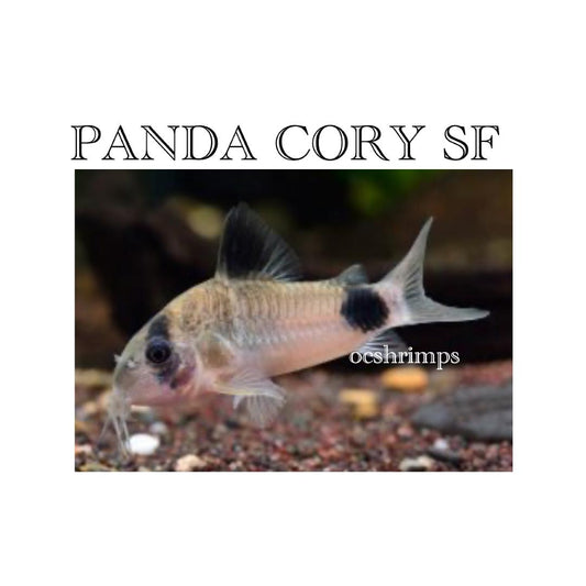 PANDA CORY SHORT FIN ( 6 PCS )