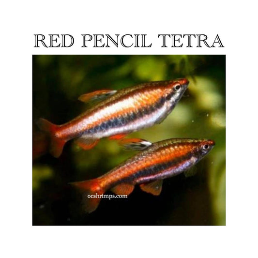 RED PENCIL TETRA ( 10 PCS )