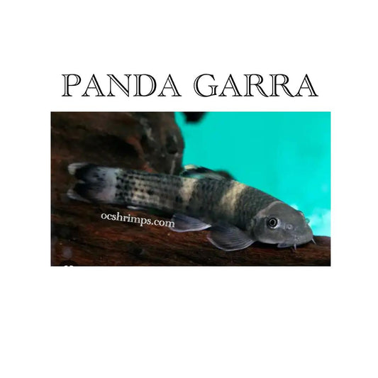 PANDA GARRA