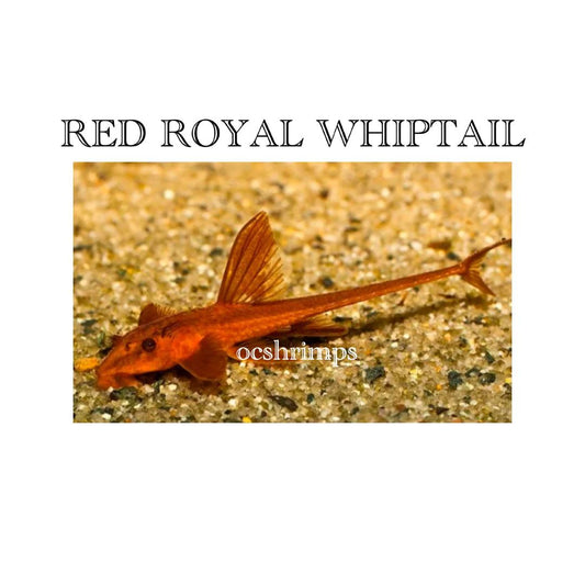 RED WHIPTAIL ( 4 PCS )