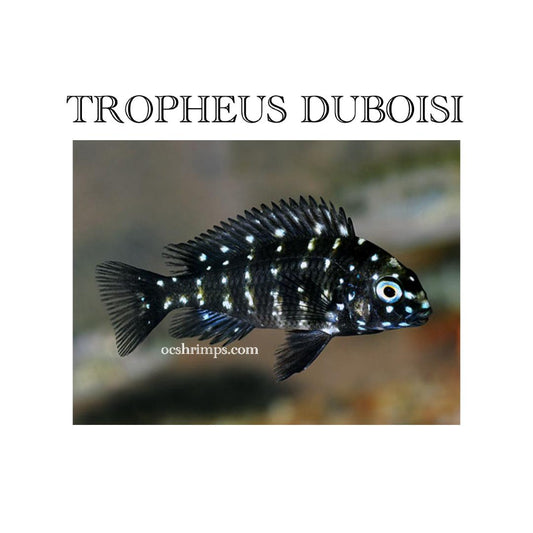 TROPHEUS DUBOISI  JUVINILES   ( 4 PCS  )