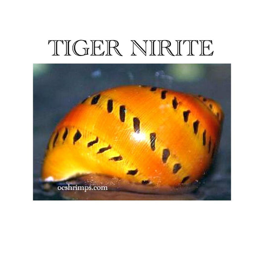 TIGER NIRITE SNAIL ( 10 PCS )