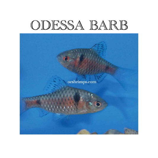 ODESSA BARB ( 10 PCS )