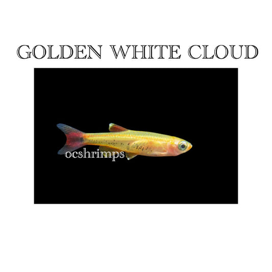 GOLDEN WHITE CLOUD