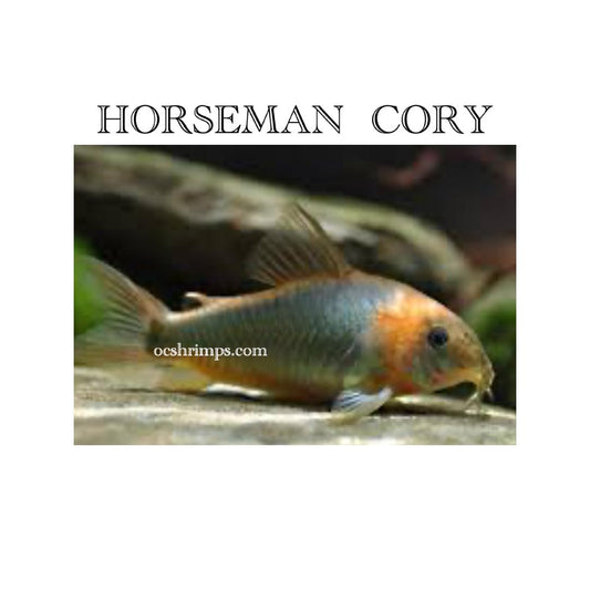 HORSEMAN CORY  ( 6 PCS )