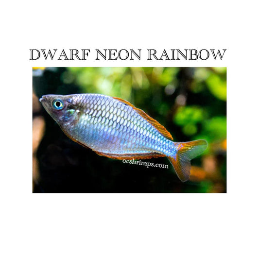 DWARF NEON RAINBOW