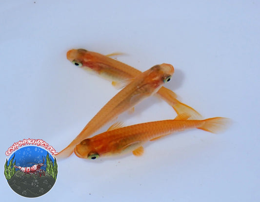 JAPANESE RICEFISH  ( YOHIKI )
