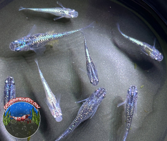 JAPANESE RICEFISH ( SHAPFIER )