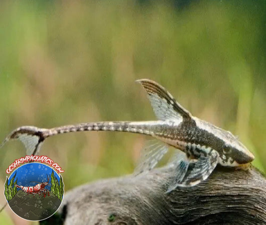 ROYAL WHIPTAIL