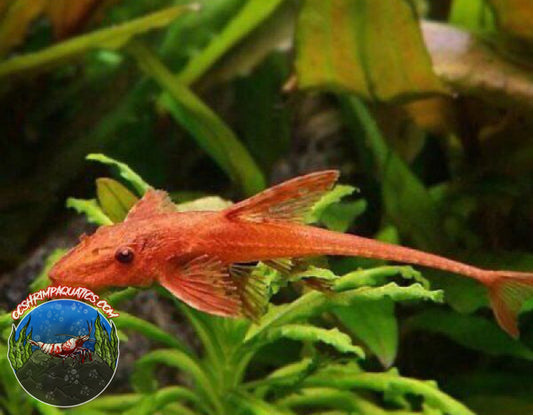 RED WHIPTAIL
