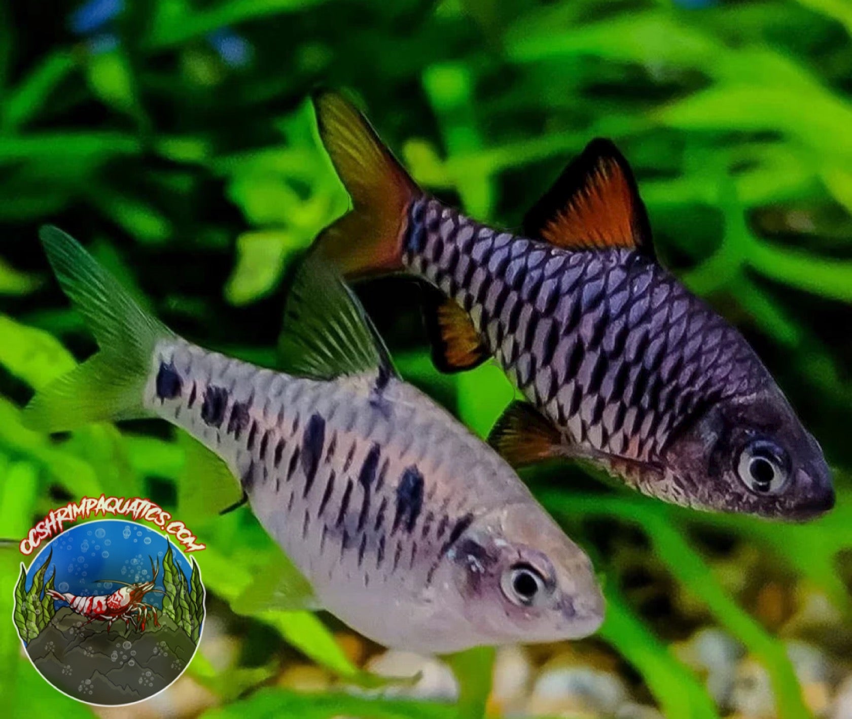 CHECKERED BARB – OC SHRIMP AQUATIC LLC
