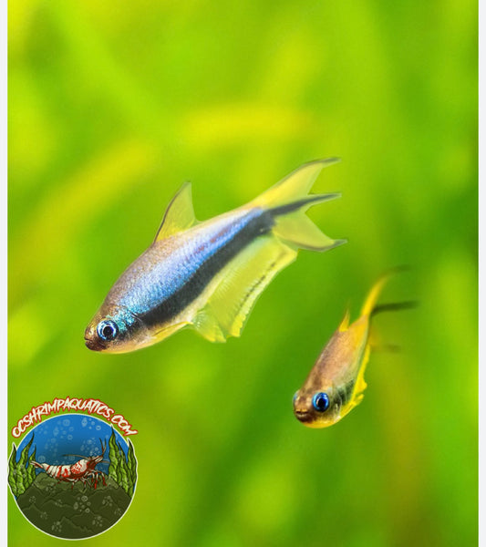 BLUE EMPEROR TETRA
