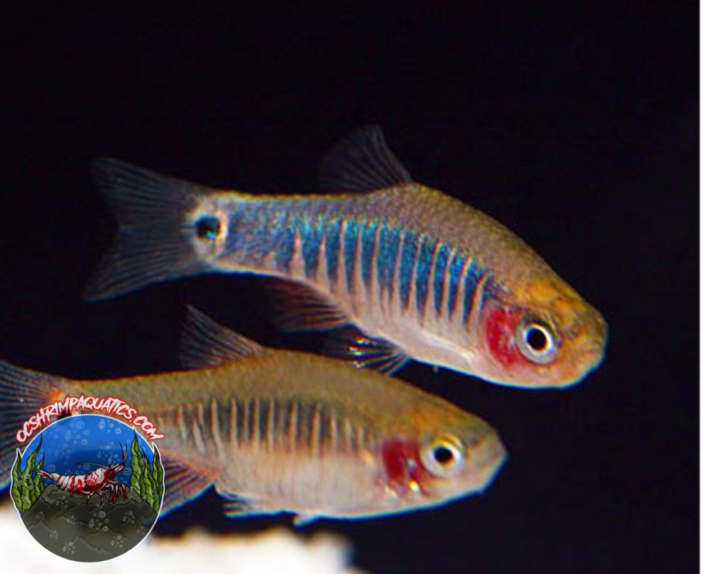 EMERALD RASBORAS