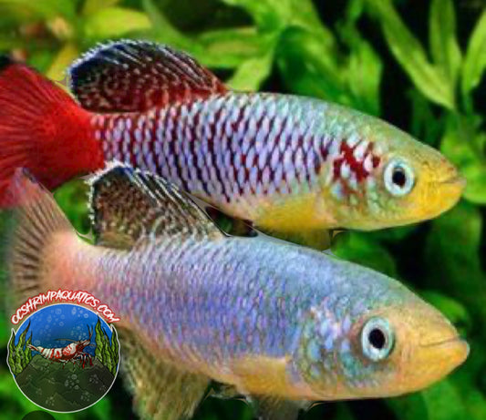 RED TAIL NOTHO