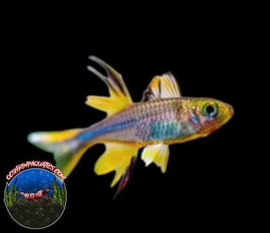 CELEBES RAINBOW