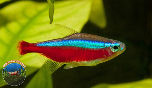 CARDINAL TETRA