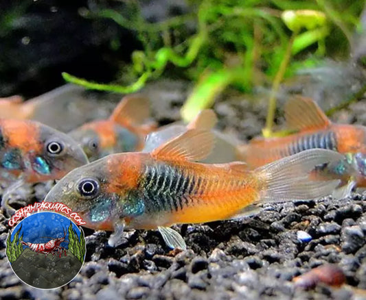 ORANGE VENEZUELA CORYDORAS