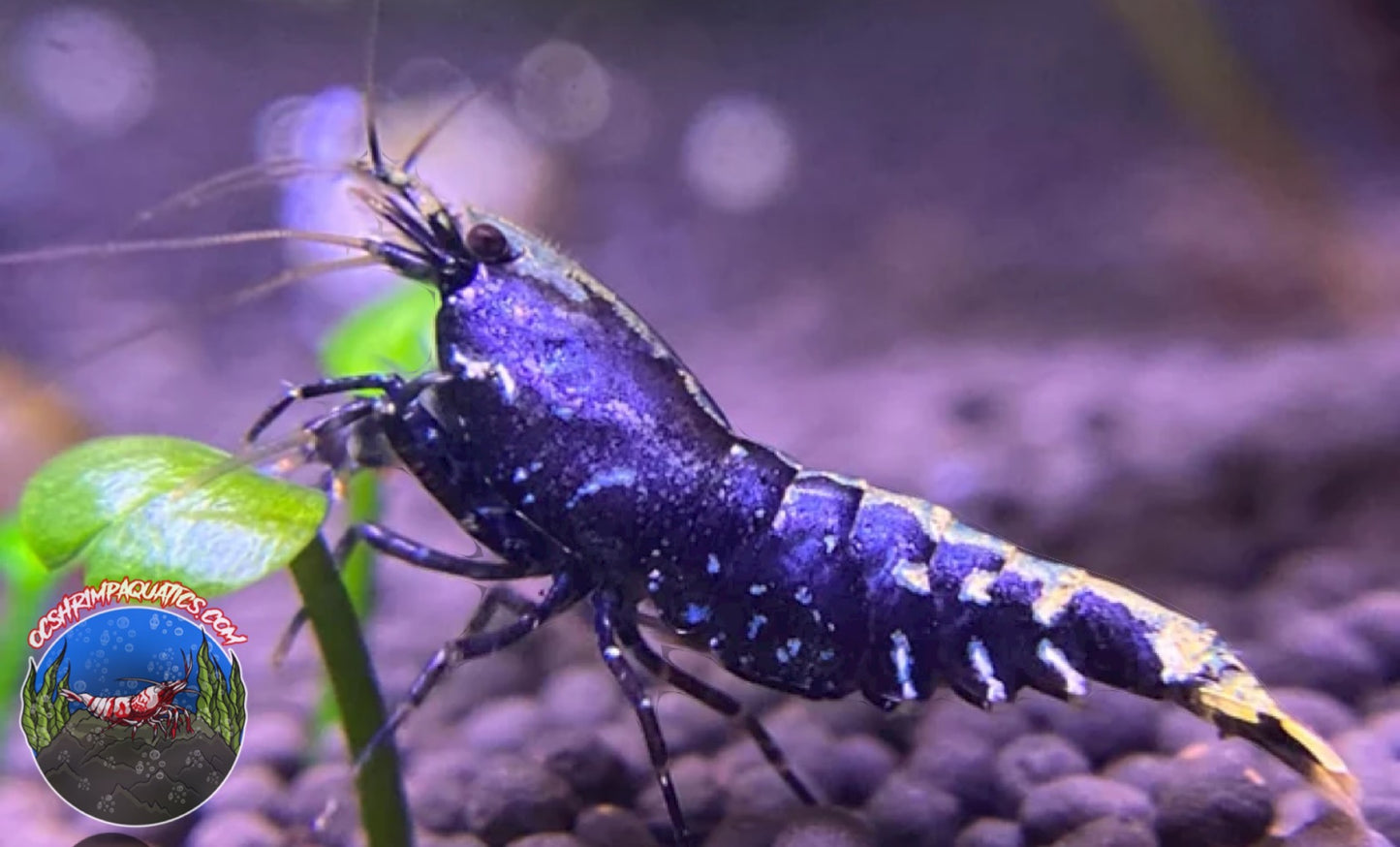 PURPLE METALLIC SHRIMP