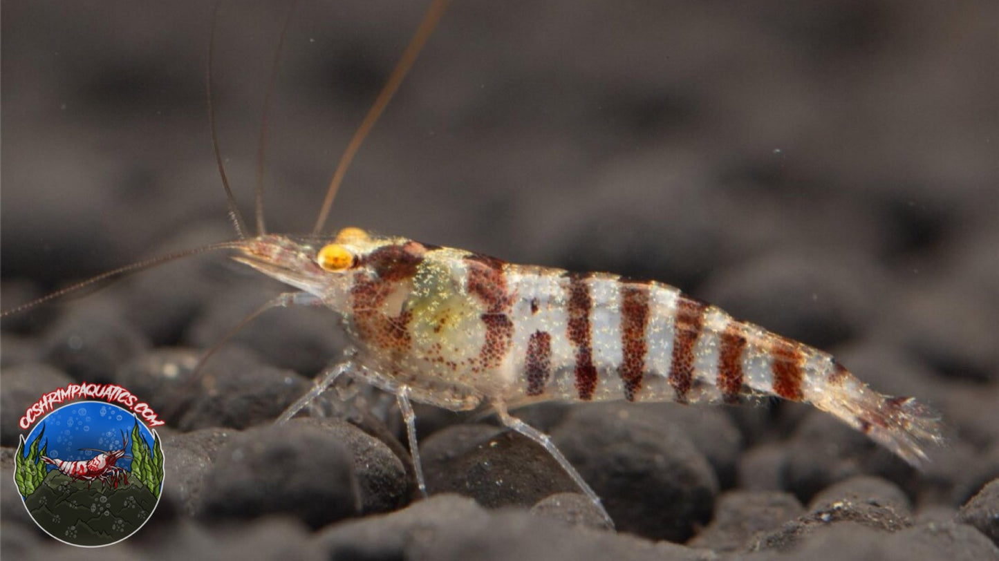 ZEBRA BABAULTIS SHRIMP
