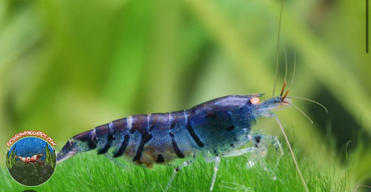 ORANGE EYE BLUE TIGER SHRIMP (OEBT)