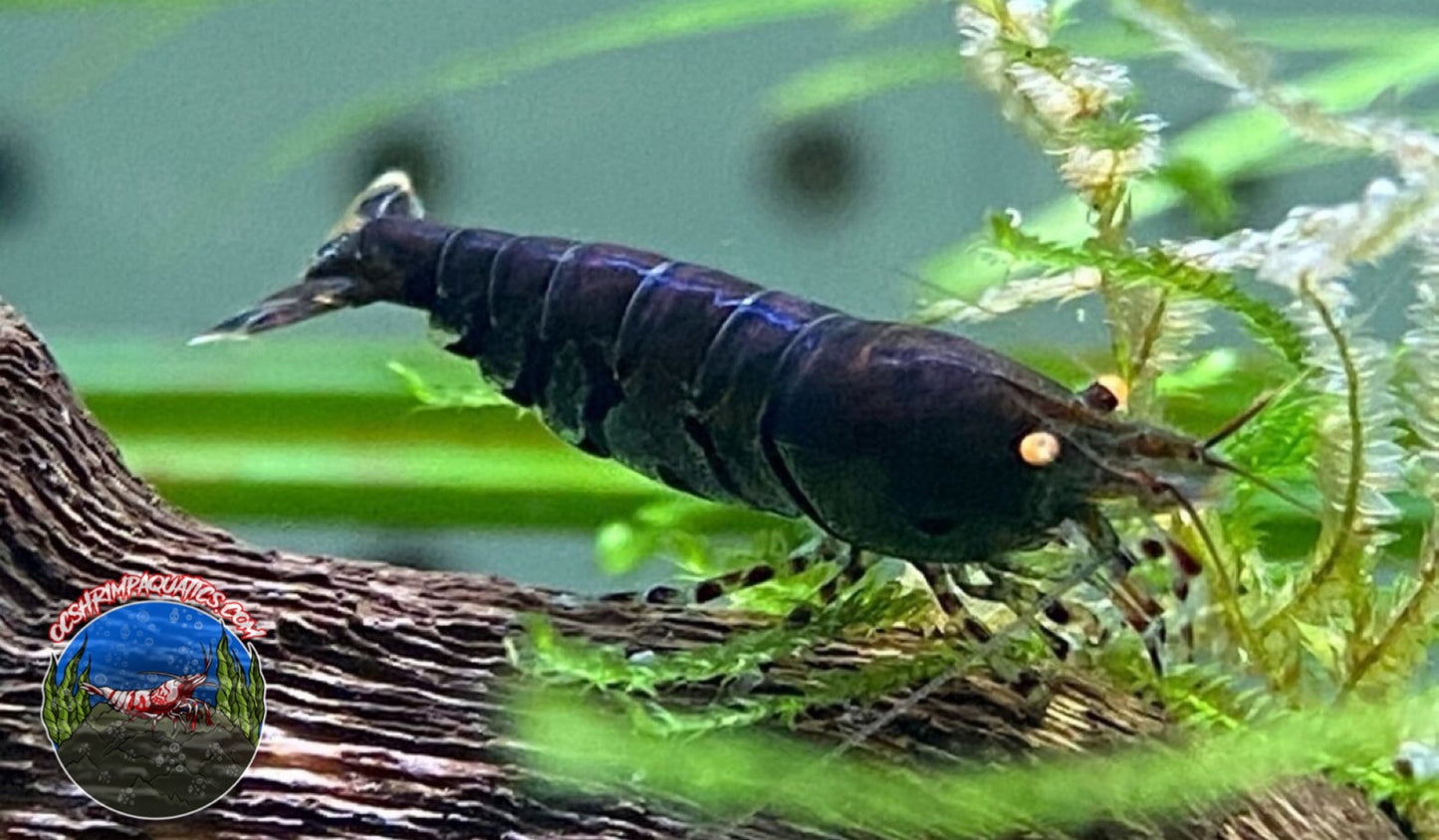 ORANGE EYE ROYAL BLUE TIGER SHRIMP (OERBT)