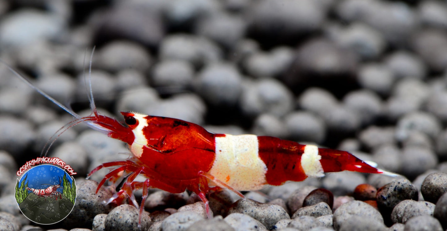 RED KING KONG SHRIMP