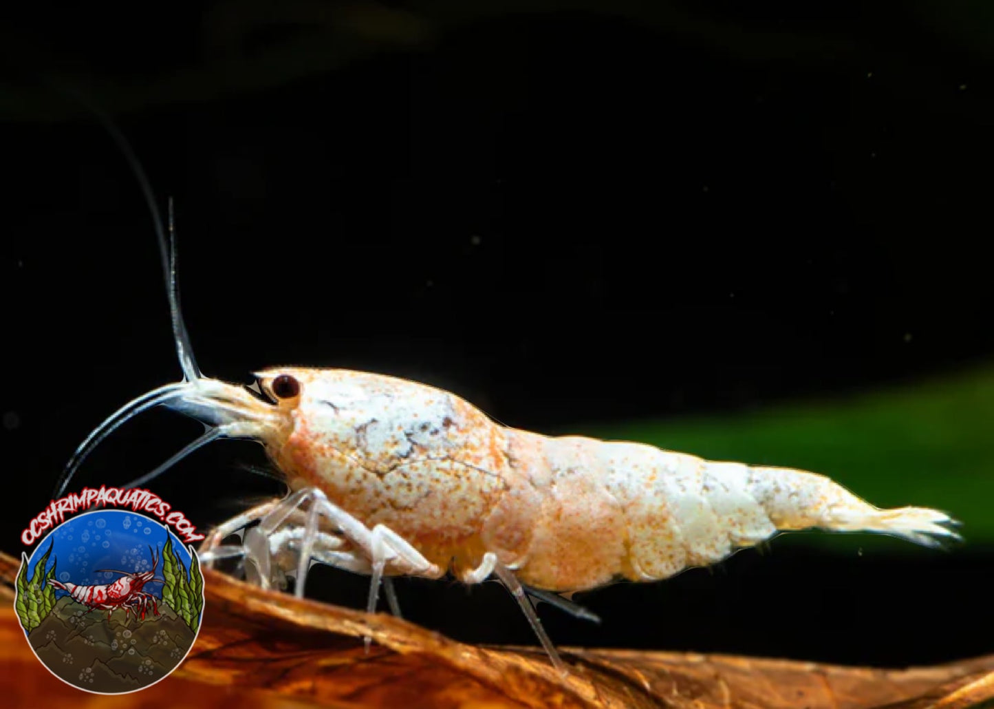 GOLDEN BEE SHRIMP