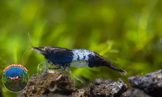 BLACK RILI SHRIMP